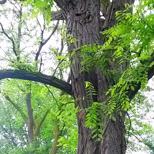pseudo acacia.jpg