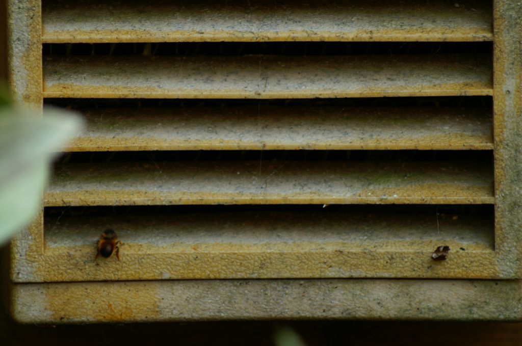 Insectenkastje met bij