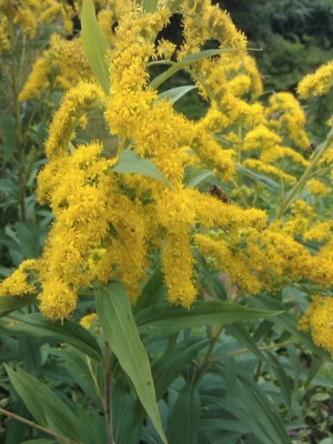 2012-09-03 15.41.12.jpg
