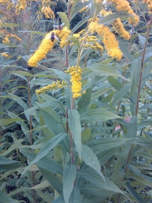 2012-09-03 15.41.25.jpg