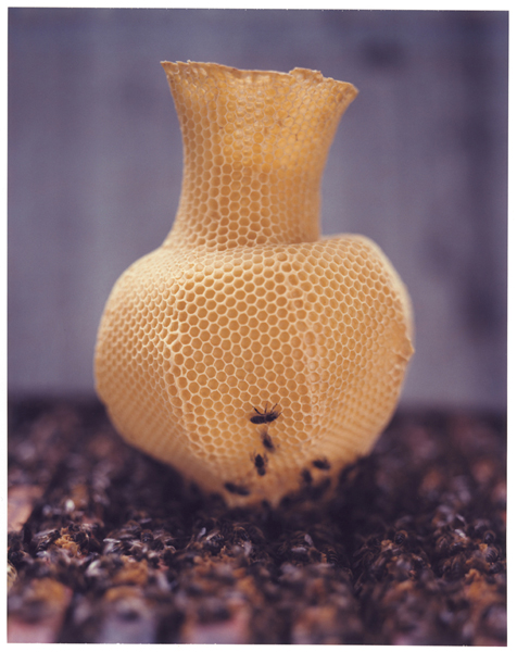 The Honeycomb Vase