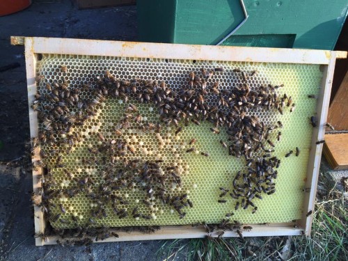 P moer 2016 bevrucht op Marken, liet in het bevruchtingskastje perfect broed zien