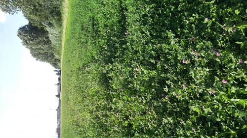 20160804_185158.jpg