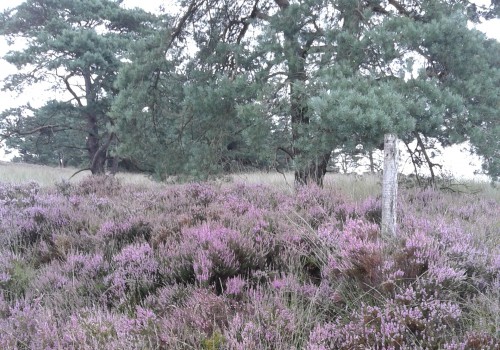 heide2016met dennen.jpg