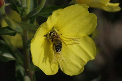 teunisbloem.jpg