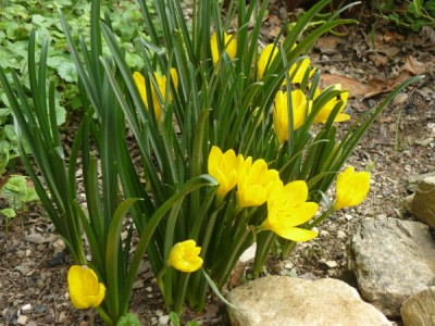 Sternbergia's