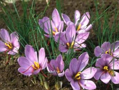De Saffraancrocus bloeit mauve en levert een peperduur product, de gele kleur- en smaakstof saffraan