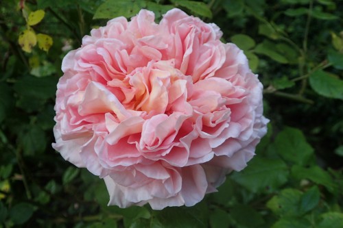 Abraham Darby