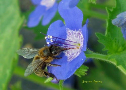 Phacelia compacta.jpg