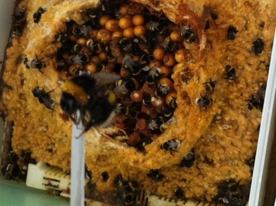Hommel