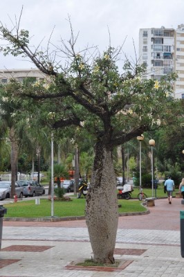 vakantie malaga 2012 143 (399x600).jpg