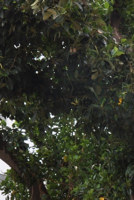 vakantie malaga 2012 141 (402x600).jpg