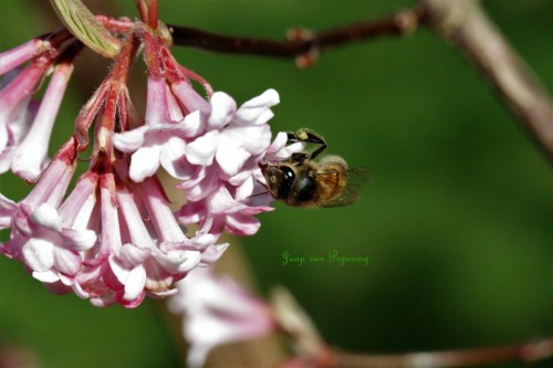 Viburnum.jpg