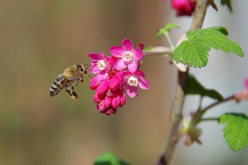bij op ribes