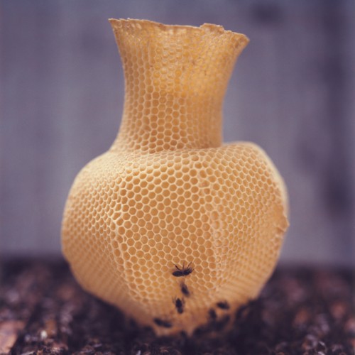The_Honeycomb_Vase_yellow_thumb.jpg
