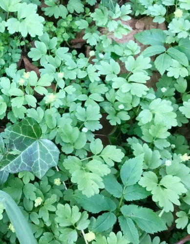 In het Noorden het wilde zeldzame Muskuskruid in een tuinreservaat.