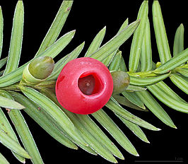 Taxus baccata door Klaas de Jonge<br />gefotografeerd met windows 10 p