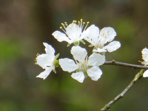 Bloemen van Prunus cerassiferum<br />Pruimkers of Kerspruim .Marten Fokkensfoto.