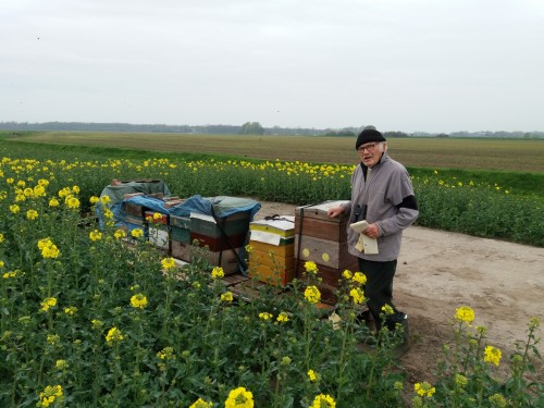 Koolzaad in bloei op 21 april 2017<br />Foto : Zjef door Tonio uit Karlsruhe Grauwe Kiekendief proj.
