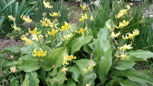 Hondstand ook in Bemelen.<br />Foto van Collega Jan C. in de tuin.