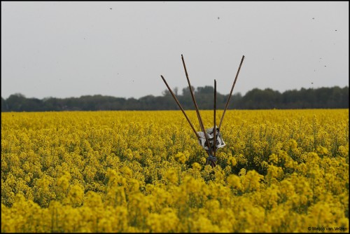 Bloei en groei van Koolzaad op 11 mei 2017. Foto van Meyco !