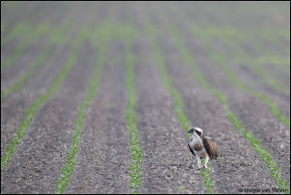 Meijco van Velzen's topshot.<br />Dank in natura is 'n pot Koolzaadhoning waard.