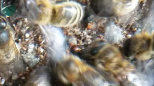 Dode Varroa en een bij met Varroa.