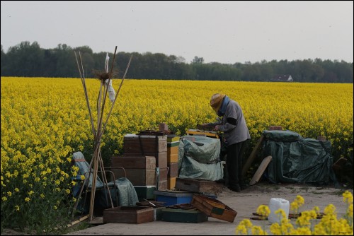 De imker is bezig 'kraam- en <br />zolderkamer'te vergroten. <br />Foto gemaakt door Bert Veeman.