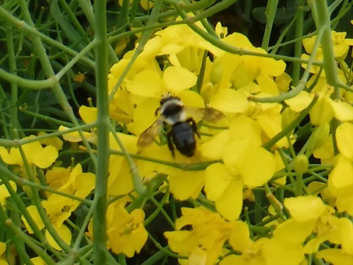 De Bruine rouwbij ?<br />Als het ze is, dan moeten er ook <br />Sachembijen in de buurt leven, bij wie ze haar eitjes laat uitbroeden net als de Koekoek<br />dat dat bij de (Tuin)grasmus<br />die met de dag vertrouwder met<br />me wordt en graag fluit vanaf<br />een kale tak of bamboestok.