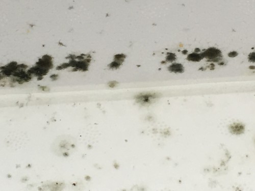 Bacteriekoloniën in miniplus voerbak, uitvergroot