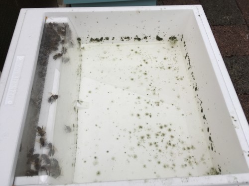 Bacteriekoloniën in miniplus voerbak
