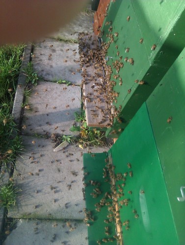 IMAG0331.jpg
