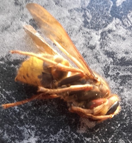 Groot beest.