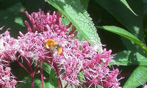 Hommel op Koninginnenkruid
