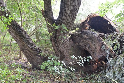 Natura artis magistra.