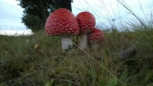 Rood waarschuwt voor gevaar.<br />Foto van Klaas de Jonge.