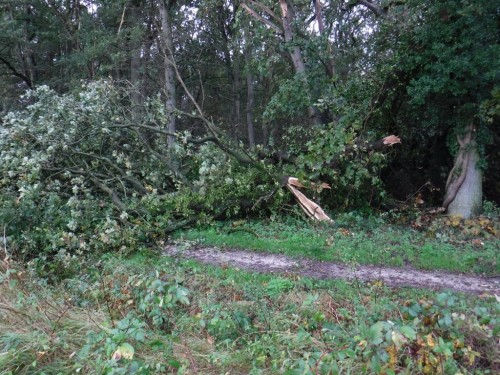De gevelde korsetloze links en <br />rechts 'n  eik die overeind is gebleven dankzij de stevige verankering door het vlechtwerk van de Klimopwortels diep in de grond en verhoute stengels op de stam. Dus geen wurgende stengels maar steun gevende als baleinen.Abejas-árbor. Zjef<br />Foto van Jan Busser.