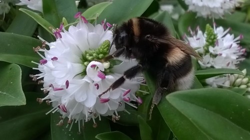 Weidehommel. <br />Foto van Klaas de Jonge.<br />Net zo ijverig als 'n bij met Buckfastgenen en Zwarte bij en...