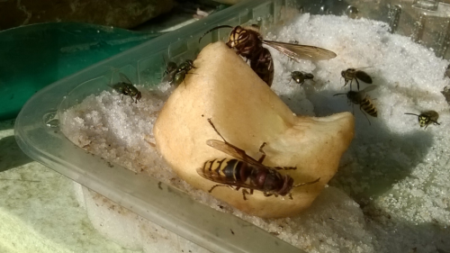 Op zondag 15 oktober 2017<br />Vespa's Crabro samen met kleinere<br />soortgenoten en vliegen op een schaaltje keukensuiker met stukje appel.'s Anderdaags maandag 16 oktober werd het de warmste oktoberdag sinds het begin van de waarnemingen; het werd 24 C.<br />Toen telde ik 10 Hoornaar queens. Klaas de Jong maakte de<br />foto op zondag.