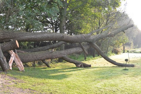 Levende boomsculptuur ter<br />herinnering aan de Noord-Wester<br />storm van 5 oktober 2017.<br />Het nog deels onbeschadigd wortelgestel zal in de stam slapende knoppen nieuwe twijgen<br />laten maken.<br />De kale stammen zullen voor vogels een ideale poseerplek zijn<br />om ze te observeren en te fotograferen waar Bert en Henny<br />van houden.<br />Voor de kleinkinderen is het monument een uitdaging.