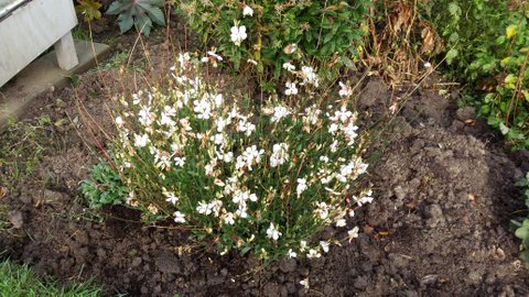 Gaura Lindheimeri prachtkaars