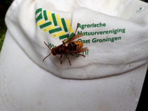 De ANOG houdt kantoor in Wedde 100 meter  na de afslag van de autoweg Winschoten-<br />Vlagtwedde.