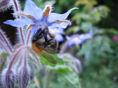 Borage/bernagie/komkommerplant.