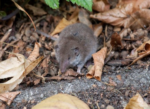 Veldspitsmuis en huisspitsmuis lijken op elkaar. Foto van André Eijkenaar. Natuurfotograaf.<br />Coördinator  &quot;Werkgroep Kerkuil en andere uilen.