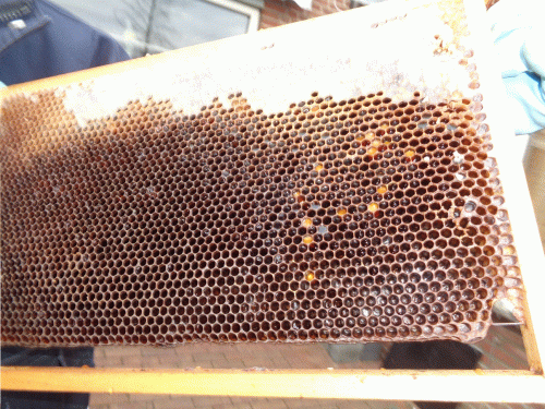 bijen