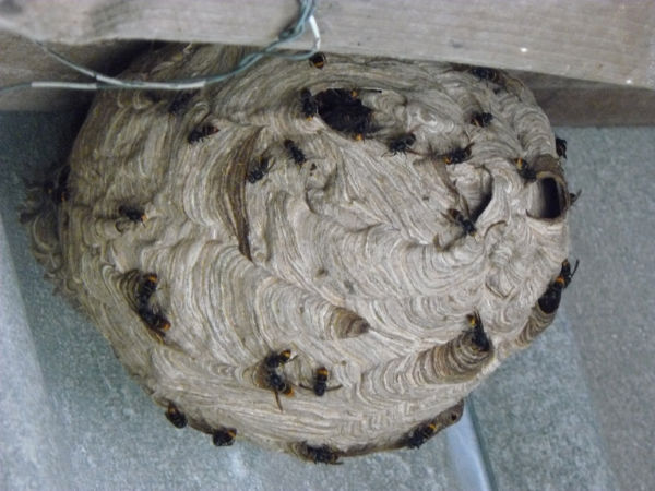 Nest Aziatische wesp ( vespa velutina bij mij in de buurt