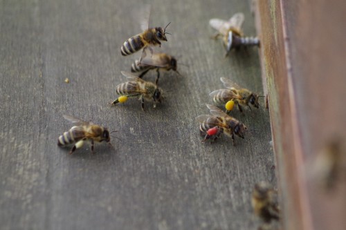 wit, geel en rood stuifmeel