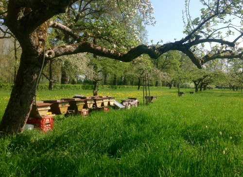 Mijn korven en lattenkasten onder het hoogstamfruit. Achteraan staan lange lattenkasten, waarmee ik een tweemoerensysteem wil uitproberen.