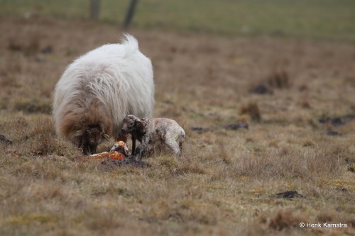 Schapen vluchten vooral voor<br />stekende insecten die bloeddorstig zijn.