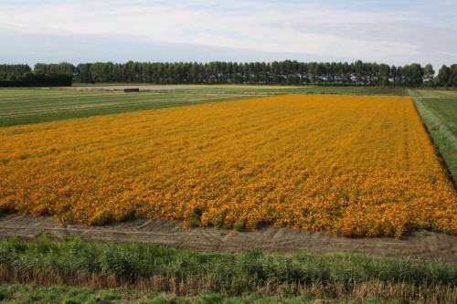 coreopsis .jpg